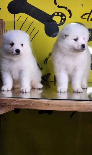 عکس سگ ژرمن یالدار