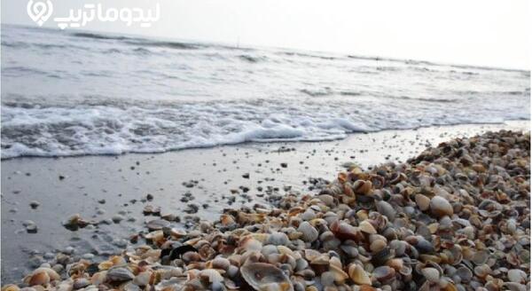 عکس زیبای صدف