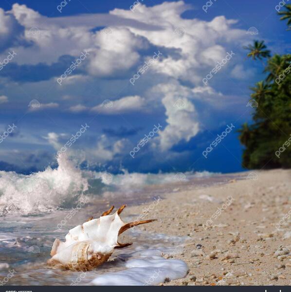 عکس زیبای صدف
