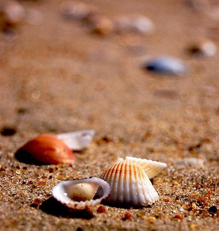 عکس زیبای صدف