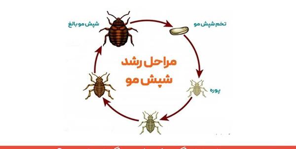 عکس نزدیک شپش