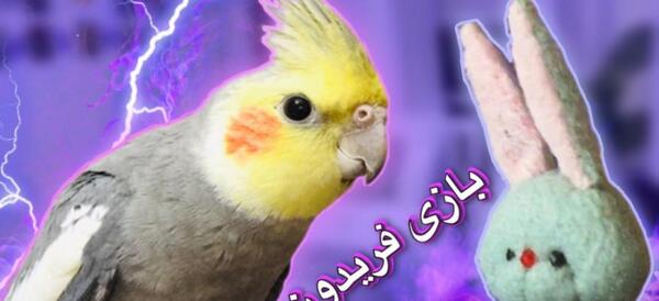 عکس عروسک عروس هلندی