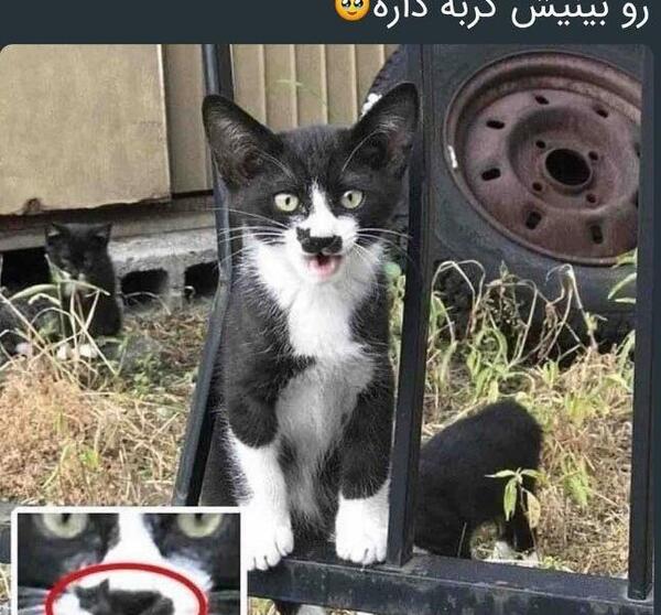 عکس جالب گربه