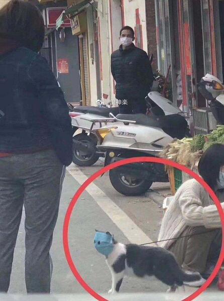 عکس جالب گربه