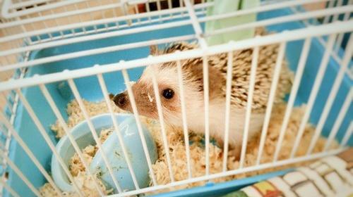 عکس جوجه تیغی برای کاردستی