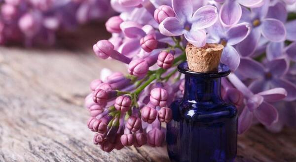 عکس نقاشی گل یاس بنفش
