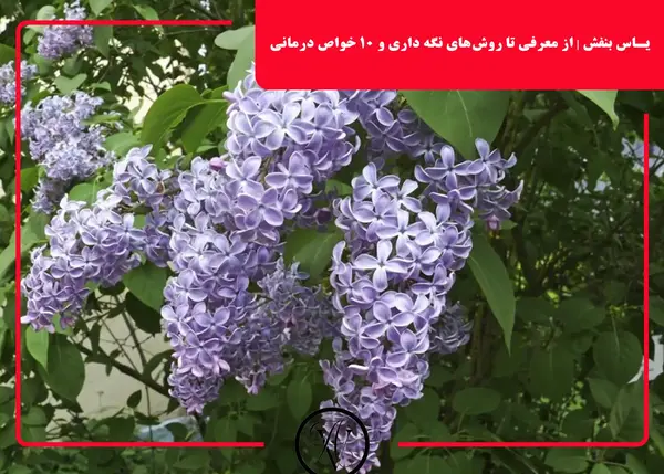 عکس نقاشی گل یاس بنفش