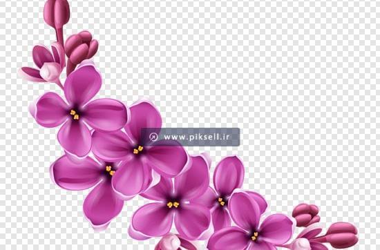 عکس نقاشی گل یاس بنفش