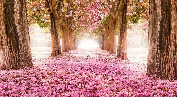 عکس پروفایل زیبا برای طبیعت