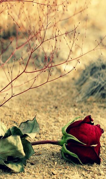 عکس زمینه جدید و زیبا