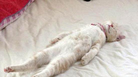 عکس گربه خواب
