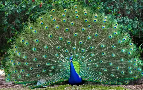 عکس طاووس در فال قهوه