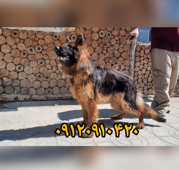 عکس سگ پشمالو ژرمن