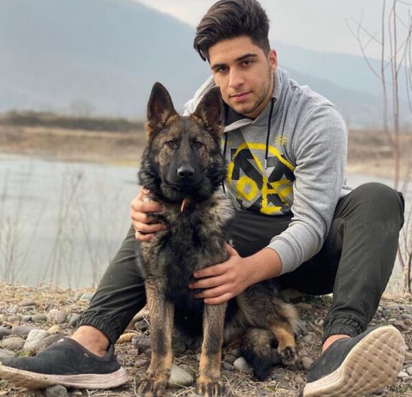 عکس توله سگ ژرمن ورک