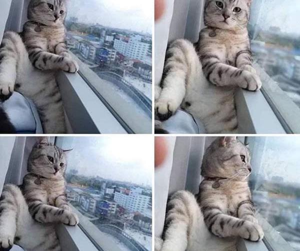 عکس خنده دار از گربه سیاه