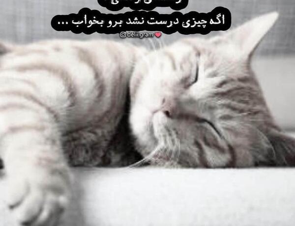 عکس خنده دار از گربه سیاه