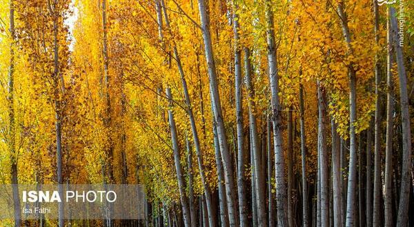 عکس پاییز یاسوج
