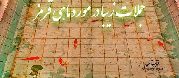 عکس نوشته ماهی قرمز باحال