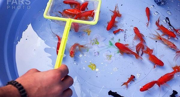 عکس نوشته ماهی قرمز باحال