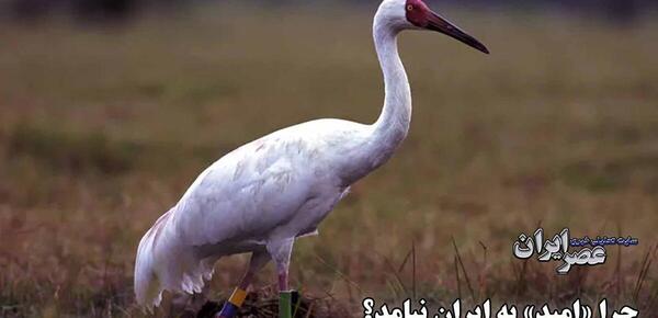 عکس امید طوری