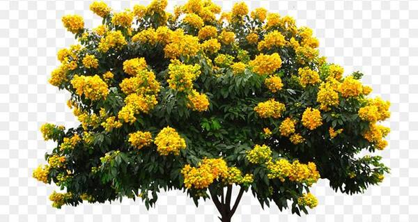عکس گل ثنا