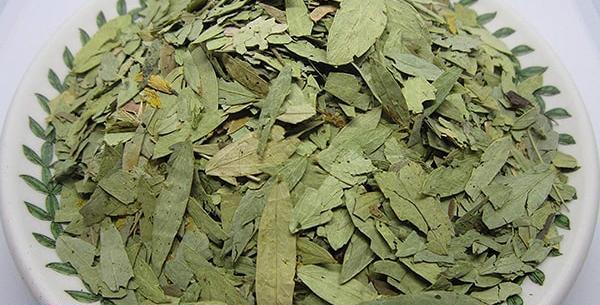 عکس گل ثنا