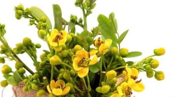 عکس گل ثنا