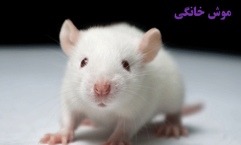 عکس طعمه موش
