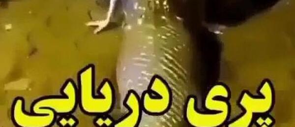 عکس پری دریایی در بندر عباس