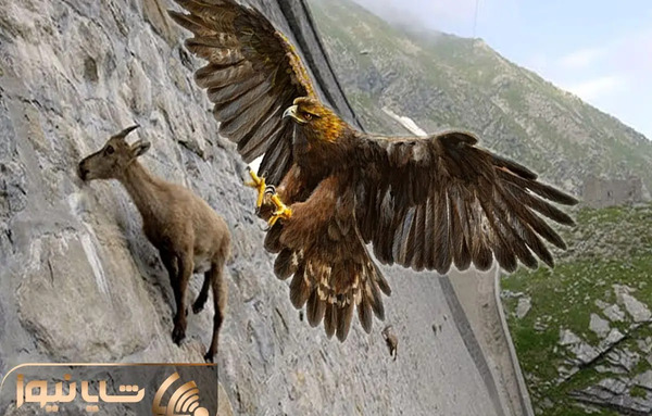عکس عقاب کوهستان
