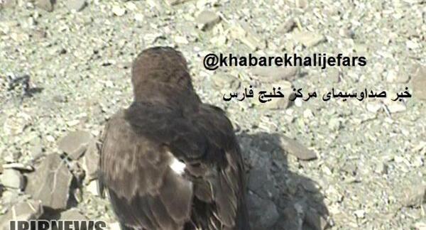 عکس عقاب کوهستان
