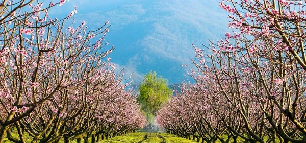 عکس بهاری و نوروزی