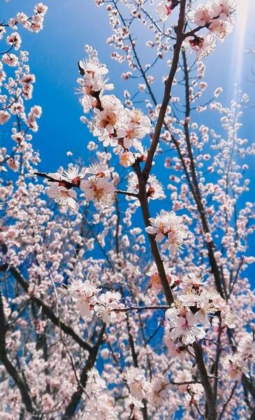 عکس بهاری و نوروزی
