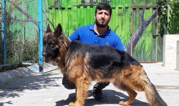 عکس های ژرمن شپرد اصیل