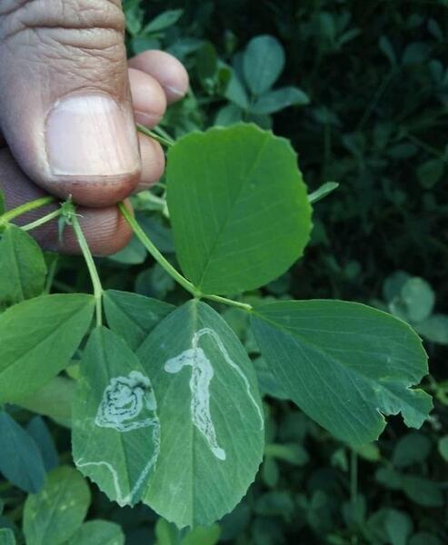 عکس سرخرطومی یونجه