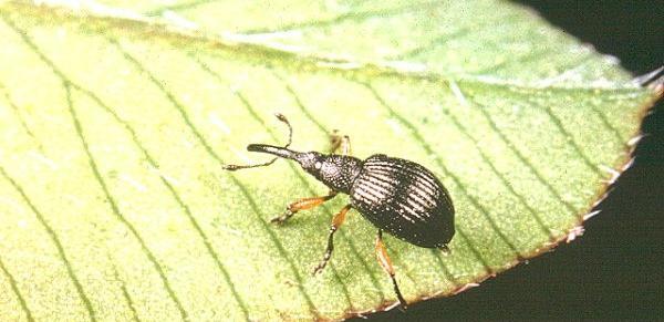 عکس سرخرطومی یونجه