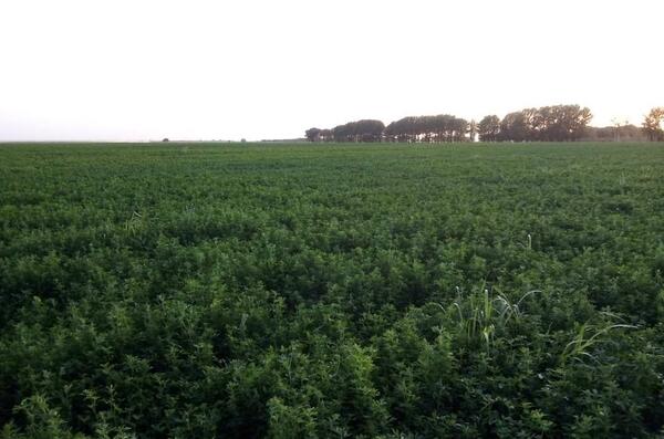 عکس سرخرطومی یونجه