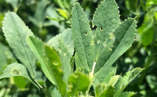 عکس سرخرطومی یونجه