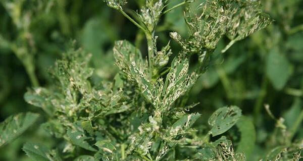 عکس سرخرطومی یونجه