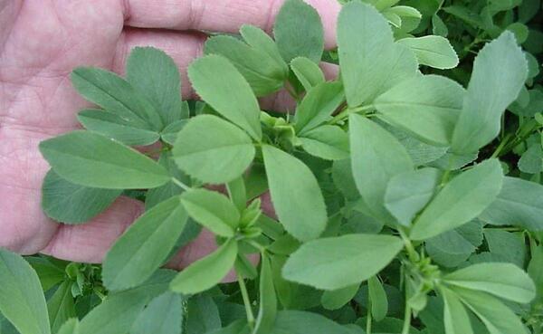 عکس سرخرطومی یونجه