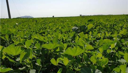 عکس سرخرطومی یونجه