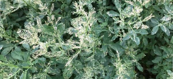 عکس سرخرطومی یونجه