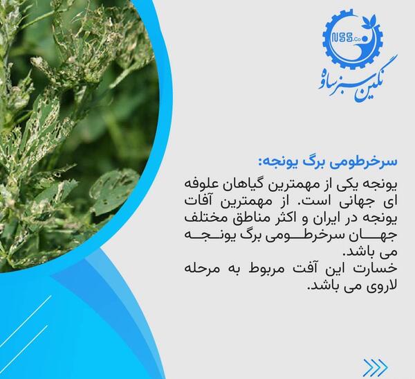 عکس سرخرطومی یونجه