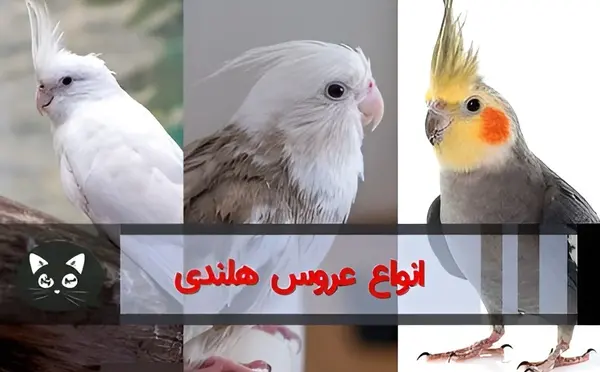 عکس های عروس هلندی خاکستری