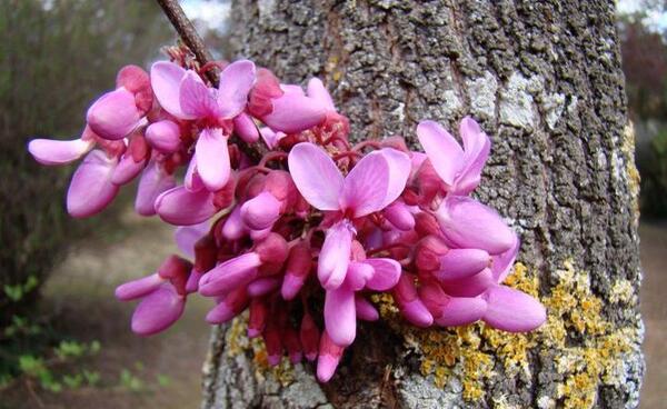 عکس قرمز ارغوانی