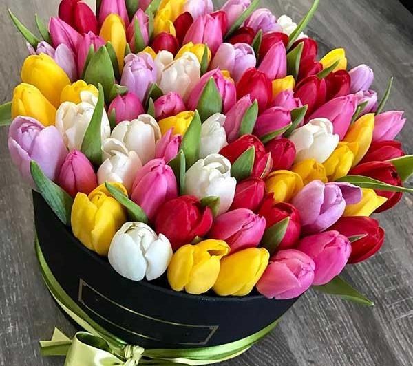 عکس گل لاله زیبا