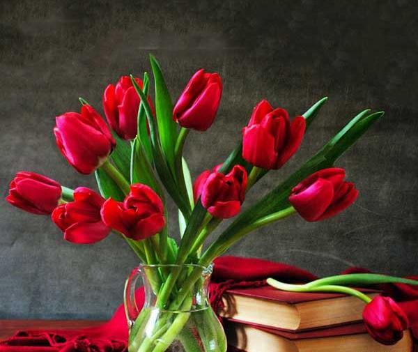 عکس گل لاله زیبا