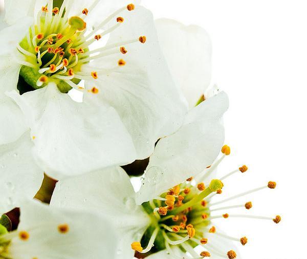 عکس های بهاری تلگرام