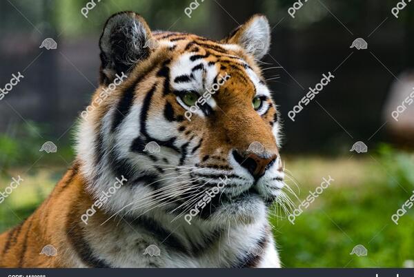 عکس ببر جنگل