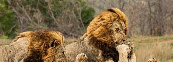 عکس شیر در حال شکار